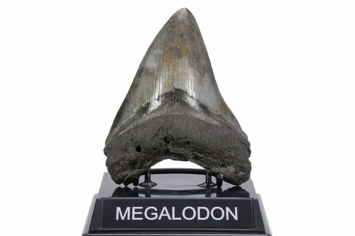 Fossil Megalodon Tooth - South Carolina #357374
